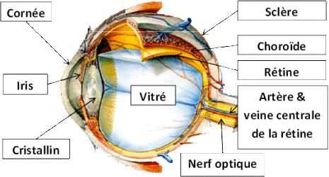 Anatomie de l'oeil