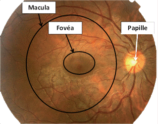 Macula fovea